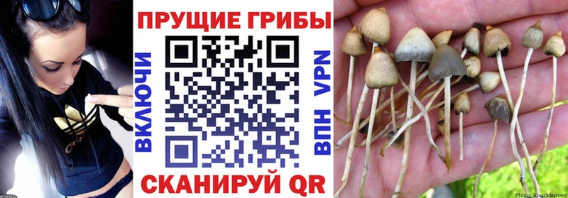 Галлюциногенные грибы GOLDEN TEACHER где продают ссылка на мегу зеркало Мегион